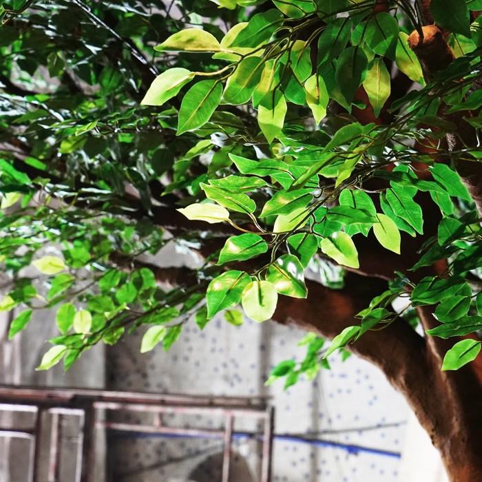 Large Ficus Tree